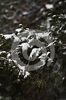 Snow covers the branches of green conifer tree