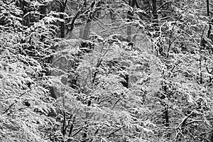 The snow covers the branches of the trees in white