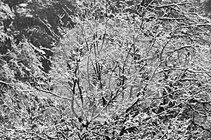 The snow covers the branches of the trees in white