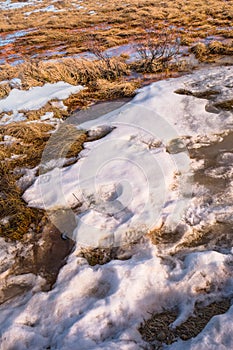 The snow covers dries grass and field in Iceland. Concept of wildlife, forage, beast track, yellow hayfield, countryside, white s