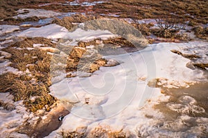 The snow covers dries grass and field in Iceland. Concept of wildlife, forage, beast track, yellow hayfield, countryside, white s