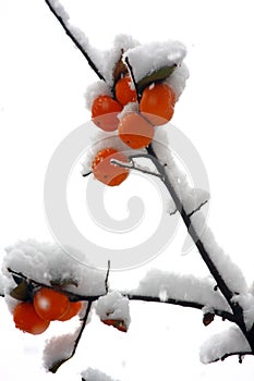 Snow covers persimmon