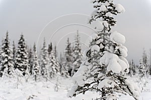 A snow covers tree in front of the forest