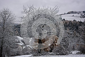 Snow covers trees and houses