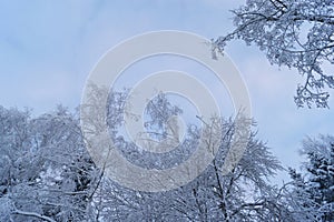 snow-cowered birch branches