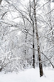 snow-cowered birch and trees in winter forest