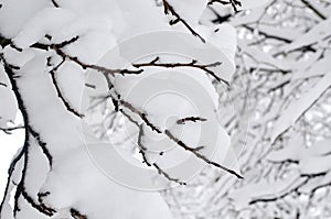 Snow-cowered branches tree. Winter blur background.