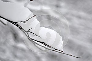 Snow-cowered branches tree. Winter blur background.