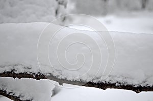 Snow-cowered branches tree. Winter blur background.