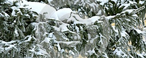 Snow-cowered fir branches. Winter background.