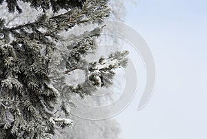 Snow-cowered fir branches. Winter background. Frost tree