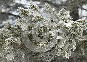 Snow-cowered fir branches. Winter background. Frost tree