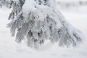 Snow-cowered fir branches. Winter blur background. Frost tree