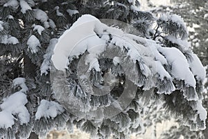 Snow-cowered fir branches. Winter blur background. Frost tree