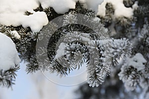 Snow-cowered fir branches. Winter blur background. Frost tree