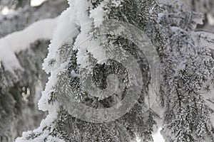 Snow-cowered fir branches. Winter blur background. Frost tree