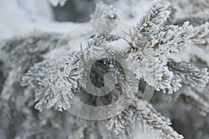 Snow-cowered fir branches. Winter blur background. Frost tree