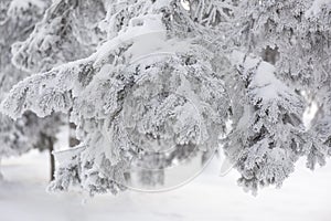 Snow-cowered fir branches. Winter blur background. Frost tree