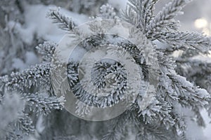 Snow-cowered fir branches. Winter blur background. Frost tree