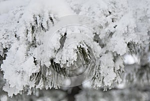 Snow-cowered fir branches. Winter blur background. Frost tree