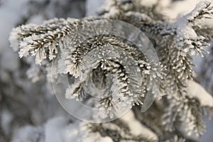 Snow-cowered fir branches. Winter blur background. Frost tree