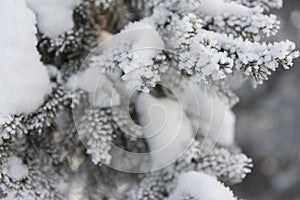 Snow-cowered fir branches. Winter blur background. Frost tree