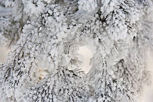 Snow-cowered fir branches. Winter blur background. Frost tree