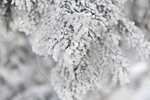 Snow-cowered fir branches. Winter blur background. Frost tree