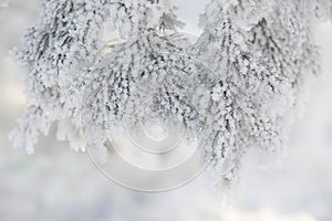 Snow-cowered fir branches. Winter blur background. Frost tree