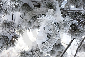 Snow-cowered fir branches. Winter blur background. Frost tree