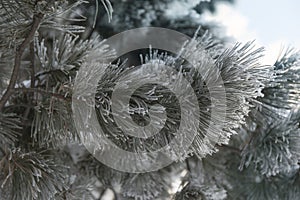 Snow-cowered fir branches. Winter blur background. Frost tree