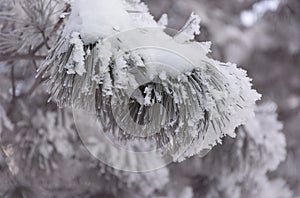 Snow-cowered fir branches. Winter blur background. Frost tree