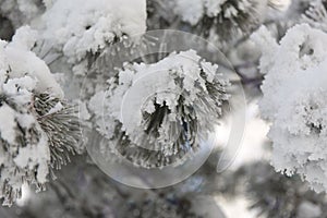 Snow-cowered fir branches. Winter blur background. Frost tree