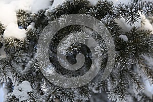 Snow-cowered fir branches. Winter blur background. Frost tree