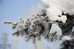 Snow-cowered fir branches. Winter blur background. Frost tree