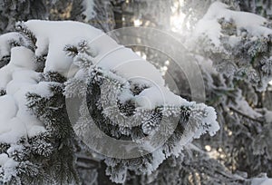 Snow-cowered fir branches. Winter blur background. Frost tree