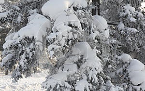 Snow-cowered fir branches. Winter blur background. Frost tree