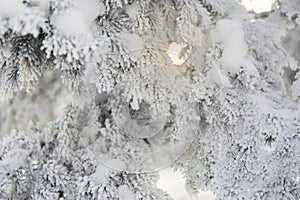 Snow-cowered fir branches. Winter blur background. Frost tree