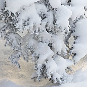 Snow-cowered fir branches. Winter blur background. Frost tree