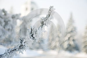 Snow-cowered fir branches. Winter blur background. Frost tree.