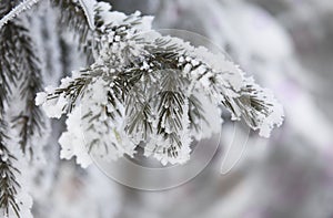 Snow-cowered fir branches. Winter blur background. Frost tree