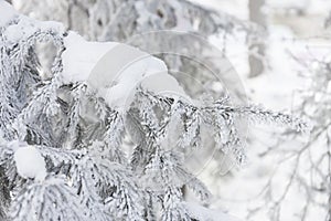 Snow-cowered fir branches. Winter blur background. Frost tree