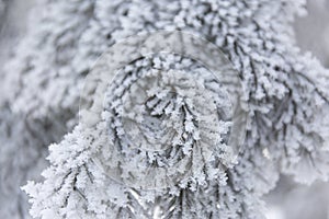 Snow-cowered fir branches. Winter blur background. Frost tree