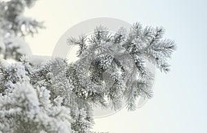 Snow-cowered fir branches. Winter blur background. Frost tree.