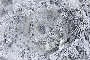 Snow-cowered fir branches. Winter blur background. Frost tree