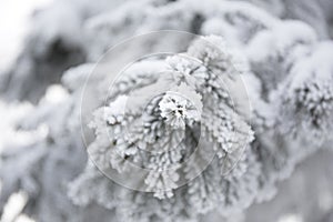 Snow-cowered fir branches. Winter blur background. Frost tree