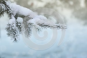 Snow-cowered fir branches. Winter blur background. Frost tree