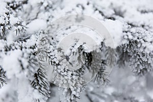 Snow-cowered fir branches. Winter blur background. Frost tree