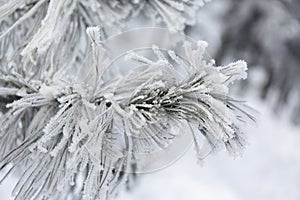 Snow-cowered fir branches. Winter blur background. Frost tree