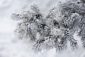 Snow-cowered fir branches. Winter blur background. Frost tree